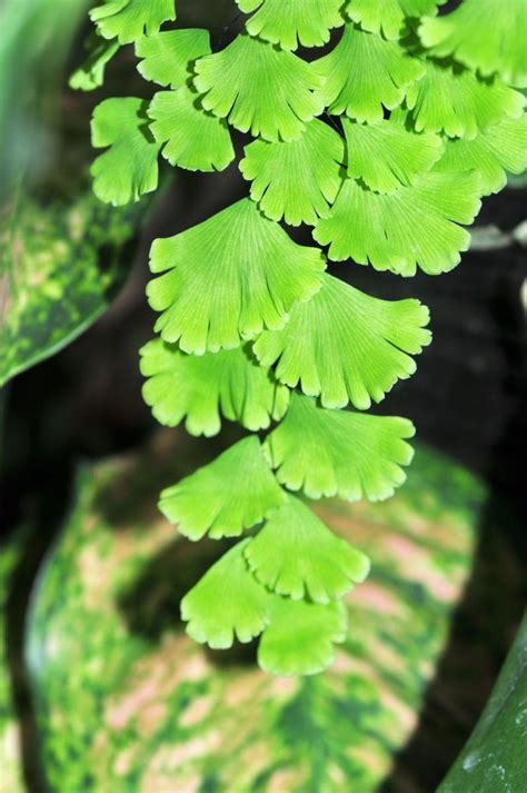 美葉鐵線蕨 生肖金木水火土